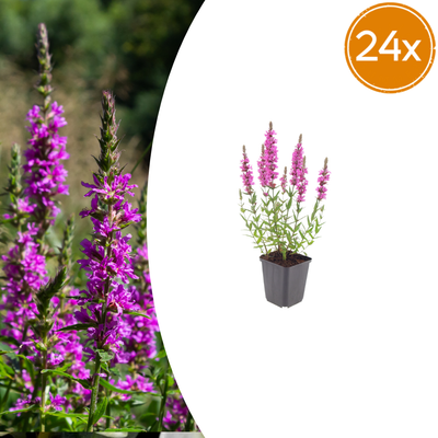 24x Blutweiderich (Lythrum salicaria) - 10-25cm - Ø9cm