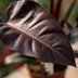 Philodendron Imperial Red Houseplant, 60cm, 19cm pot Bild 4
