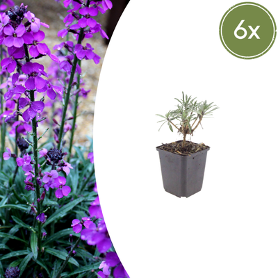 6x Erysimum 'Bowles' Mauve' - 10-25cm - Ø9cm