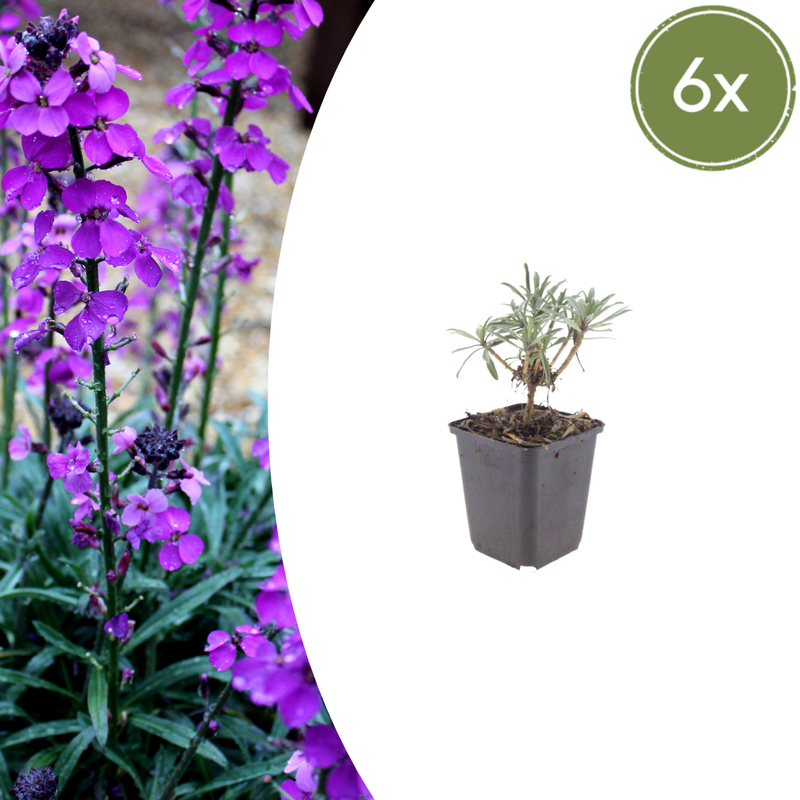 6x Erysimum 'Bowles' Mauve' - 10-25cm - Ø9cm