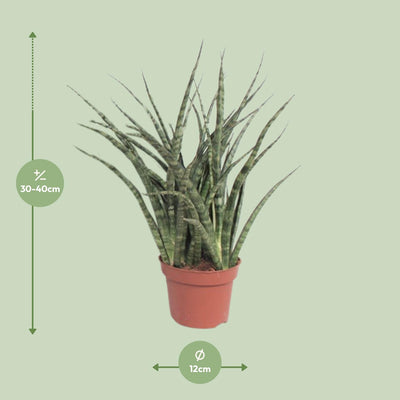 Sansevieria Fernwood Punk: Pflegeleichte Zimmerpflanze im Ø12cm Topf