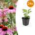 24x Purpur-Sonnenhut 'Magnus' – 10-25cm hoch, 9cm Topf Bild 1