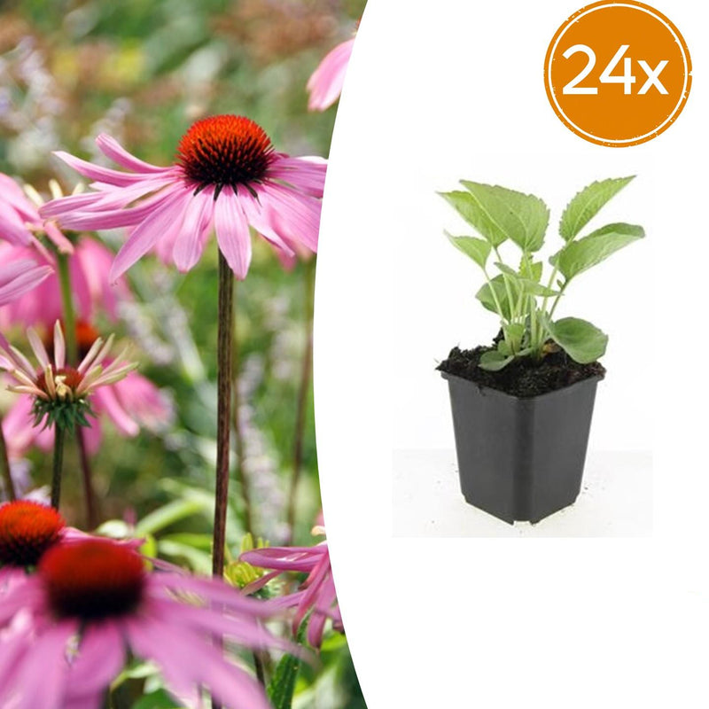24x Purpur-Sonnenhut 'Magnus' – 10-25cm hoch, 9cm Topf