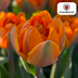 Tulpenbollen Icoon – 20 Stuks | KH Bloembollen® | Oranje Dubbelbloemige Tulp – Vol, Warm & Opvallend – Voor Tuin of Pot – Maat 11/12 – Vers van de Teler Bild 6