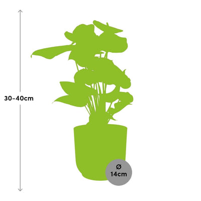 Anthurium Red 12 cm in Topf ELHO Vibes Fold 14 cm gelb