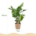 Monstera Deliciosa Fensterblatt - 2 Pflanzen im Korb, Topf 17cm Bild 3