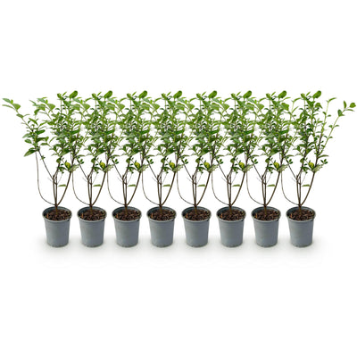 GreenboutiQ Ligustrum ovalifolium Heckenpflanzen - 8er Set, 1m, immergrün