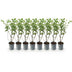 GreenboutiQ Ligustrum ovalifolium Heckenpflanzen - 8er Set, 1m, immergrün Bild 2