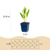 GreenboutiQ Staudenpaket: Bienen- & Schmetterlingsfreundlich, 24 Stauden Bild 2