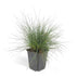 24x Blauschwingel 'Elijah Bleu' (10-25cm) - Ziergras für Ihren Garten Bild 2