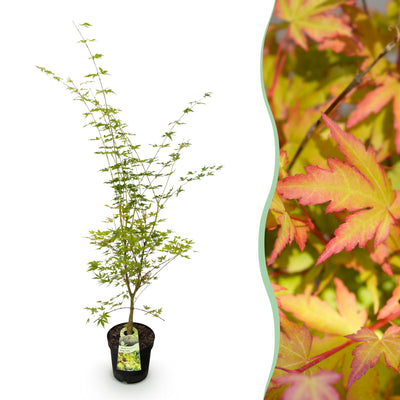 Japanischer Ahorn 'Sangokaku' - Acer palmatum - 90cm - Topf 26cm