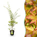 Japanischer Ahorn 'Sangokaku' - Acer palmatum - 90cm - Topf 26cm Bild 1