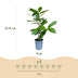 Green boutiQ - 24x Prunus laur. Rotundifolia - Lorbeer-Kirsche - Heckenpflanzen - Immergrün - Grün - Topf 9cm - Höhe 25-35cm Bild 4
