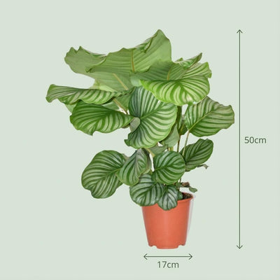 Calathea Orbifolia Topf Ø 17cm - Dekorativ & Pflegeleicht