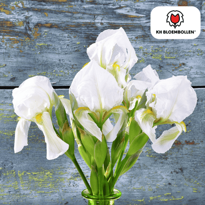 Iris Alaska 25 pieces