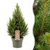 Picea glauca Conica - Zuckerhutfichte - Grün - Weihnachtsbaum - Ø19cm - ↕65cm Bild 1
