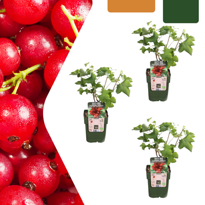 3 x Organic Gooseberry Plants – Ø 13 cm – ↨ 20 cm