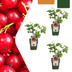 3 x Bio-Stachelbeerpflanzen – Ø 13 cm – ↨ 20 cm Bild 5