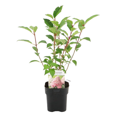 GreenboutiQ - Rispenhortensie - Hydrangea panniculata Vanille Fraise - Blüte Weiß Rosa - 3 Pflanzen 1 m² - Laubabwerfend - Große Blüten - Topf 17cm Höhe 50cm