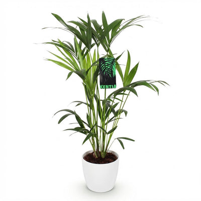 Kentia Palme (Howea Forsteriana) – Wenig Pflege, 80-85cm, Weißer Topf