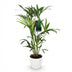 Kentia Palme (Howea Forsteriana) – Wenig Pflege, 80-85cm, Weißer Topf Bild 2