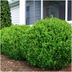 24x Buxus NewGen Freedom Sträucher (Ø7cm) - Winterhart & Zünslerresistent Bild 9