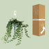 Hedera Wonder Green Efeu Kletterpflanze 70cm - Luftreinigend & Pflegeleicht Bild 3