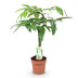Geflochtener Stamm Pachira Aquatica (Geldbaum), pflegeleicht, Topf 17cm Bild 2