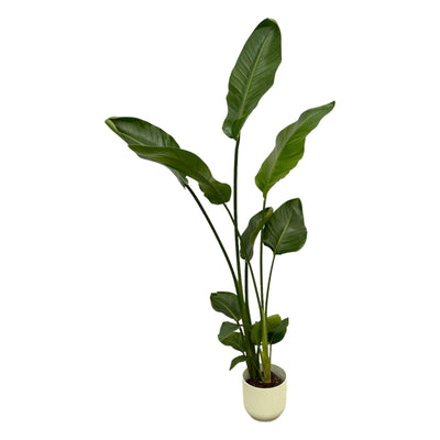 Strelitzia Nicolai mit elho Topf, Weiß, 100 cm, Ø18