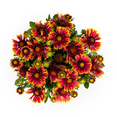 Gaillardia aristata Ø19cm, 40-50cm: Leuchtende Blütenpracht für Ihren Garten