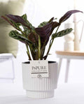 Ctenanthe Burle Marxii In P&PURE Ivy Ceramics Shiny White - Ø12cm - ↕25cm