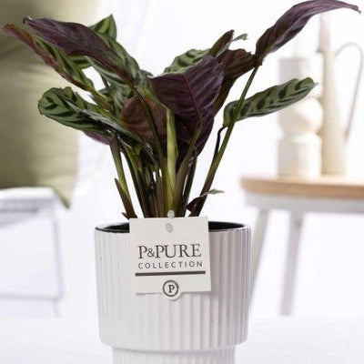 Ctenanthe Burle Marxii im P&PURE Ivy Keramiktopf, Weiß