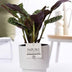 Ctenanthe Burle Marxii im P&PURE Ivy Keramiktopf, Weiß Bild 2