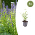 6x Agastache 'Black Adder' Staude, 10-25cm hoch, Ø9cm Topf Bild 1