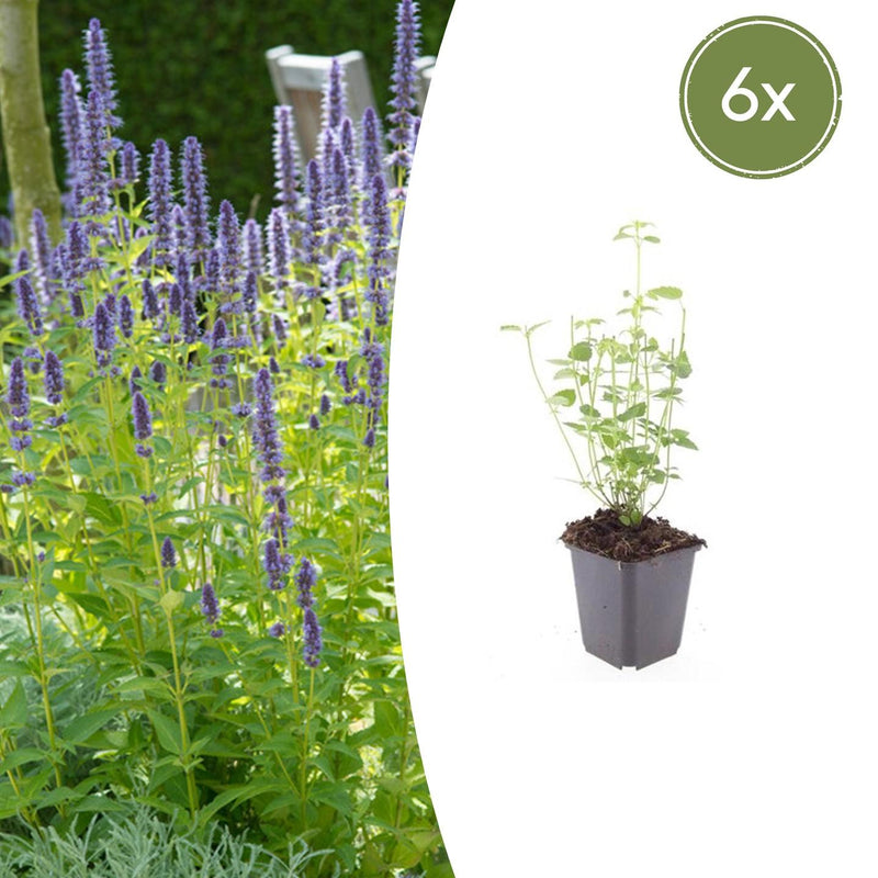 6x Agastache 'Black Adder' Staude, 10-25cm hoch, Ø9cm Topf