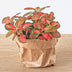 Terrarium Nachfüllpaket mit Calathea lancifolia & Fittonias Bild 3