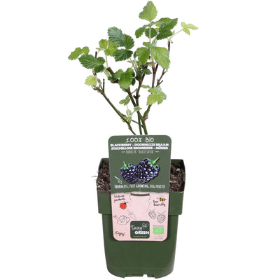Dornenlose Brombeere 'Black Satin' - Ø13cm - ↕45cm