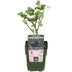 Dornenlose Brombeere 'Black Satin' - Ø13cm - ↕45cm Bild 1