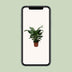 Spathiphyllum Sweet Silvana Peace Lily, Ø24cm, ↕80cm Bild 5