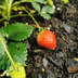 Organic Strawberry Plants, 6-pack (Fragaria) for Sweet Fruits Bild 4