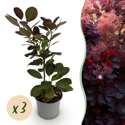 Cotinus coggygria 'Royal Purple' - Lila Perücke - 3 Pflanzen