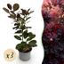 Cotinus coggygria 'Royal Purple' - Lila Perücke - 3 Pflanzen Bild 1