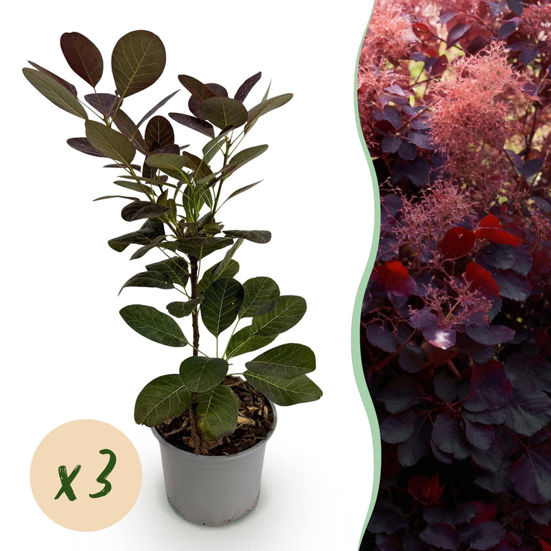 Cotinus coggygria 'Royal Purple' - Lila Perücke - 3 Pflanzen