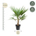 Trachycarpus Fortunei Palme - 90-100cm - Ø21 Bild 2