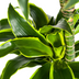 Dracaena Deremensis Dorado mit Korb, 120-140cm Bild 4