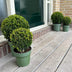 2x Ilex crenata 'Jenny' Kugel XL | 25 cm Ø - Buchsbaum-Alternative Bild 6