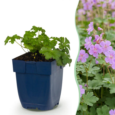 Green boutiQ - Perennials - Geranium macr. Czakor - Cranesbill - Groundcover - Purple-Pink - 6 Plants - Pot 11cm - Height 15-25cm