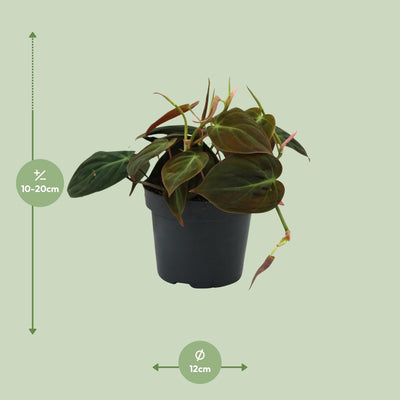Philodendron Micans - Herzblatt-Pflanze im 12cm Topf, 15cm hoch