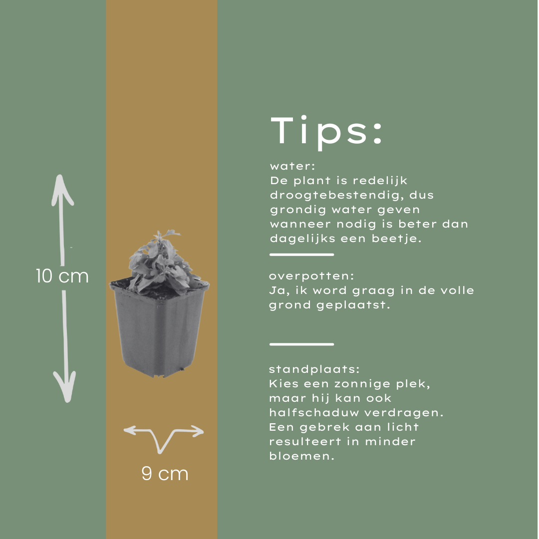 12x Karvinskis Gänseblümchen (Erigeron karvinskianus) 10-25cm