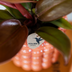 Kolibri Orchids | Plant Set Poppy Orange Nazare | White Nazare Orchid Ø9 cm + Green Plant Ø6 cm incl. Pots – fresh from the grower Bild 3